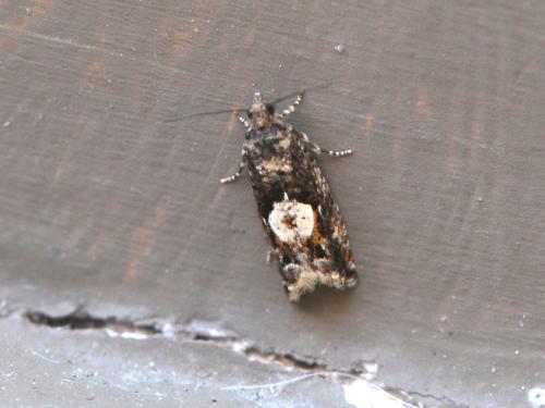 Réf. 342 401 : Epinotia immundana